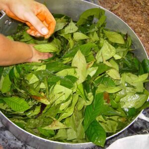 20 Day Ayahuasca Retreat and Master Plants Dieta